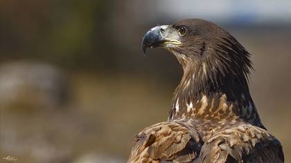 Akkuyruklu Kartal