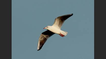 Karabaş Martı