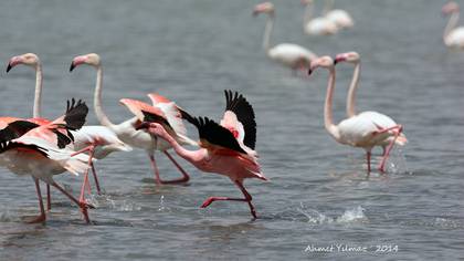 Küçük Flamingo