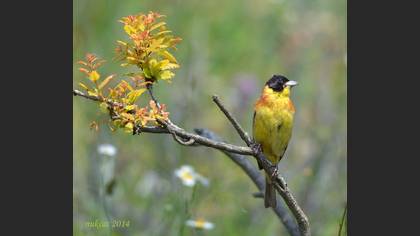 Karabaşlı Kirazkuşu