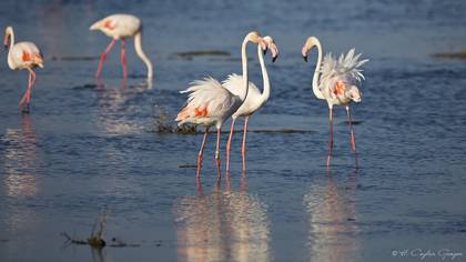 Flamingo
