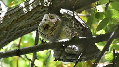 Çizgili İshakkuşu