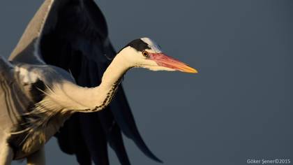 Gri Balıkçıl
