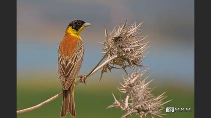 Karabaşlı Kirazkuşu