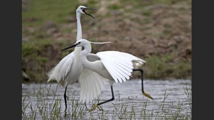 Küçük Ak Balıkçıl