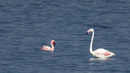 Küçük Flamingo