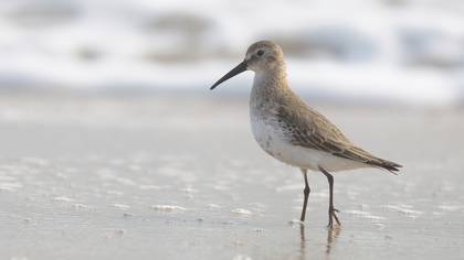Karakarınlı Kumkuşu