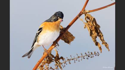 Dağ İspinozu