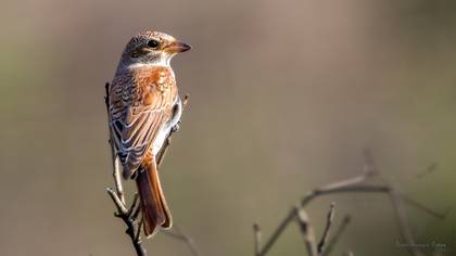 Kızılsırtlı Örümcekkuşu
