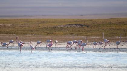 Küçük Flamingo