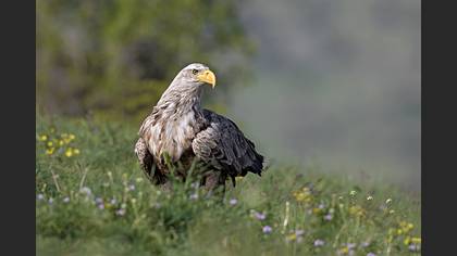 Akkuyruklu Kartal