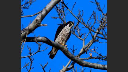 Gök Doğan