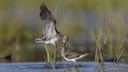 Orman Düdükçünü