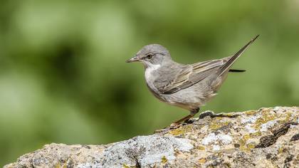 Akgerdanlı Ötleğen