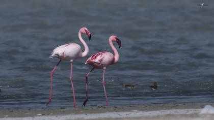 Küçük Flamingo
