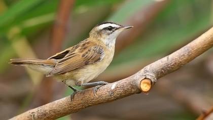 Bıyıklı Kamışçın