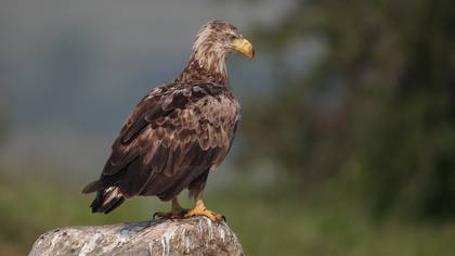 Akkuyruklu Kartal