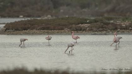 Küçük Flamingo