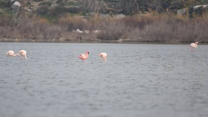 Küçük Flamingo