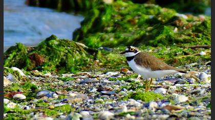 Halkalı Küçük Cılıbıt