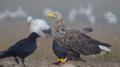 Akkuyruklu Kartal