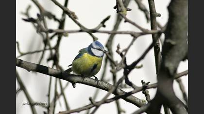 Mavi Baştankara