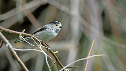 Uzunkuyruklu Baştankara