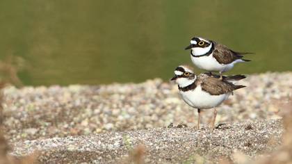 Halkalı Küçük Cılıbıt