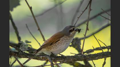 Kızılsırtlı Örümcekkuşu