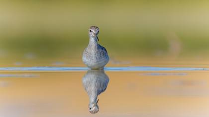Orman Düdükçünü