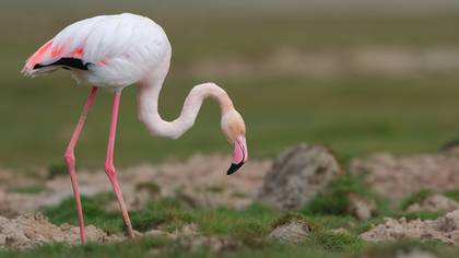 Flamingo