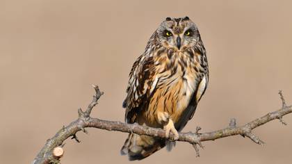 Kır Baykuşu