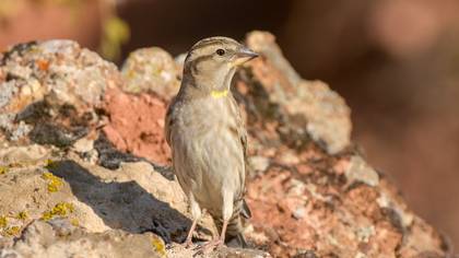 Kaya Serçesi
