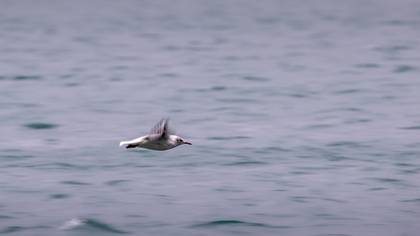 Karabaş Martı