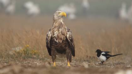 Akkuyruklu Kartal