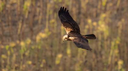 Saz Delicesi