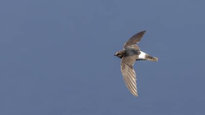 Küçük Ebabil