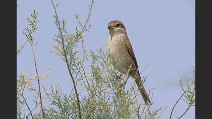 Kızılsırtlı Örümcekkuşu
