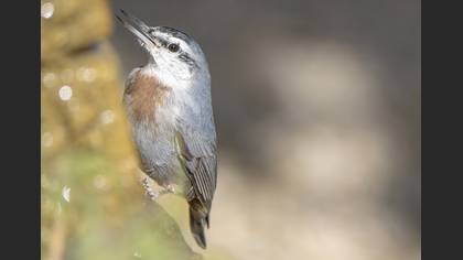 Anadolu Sıvacısı