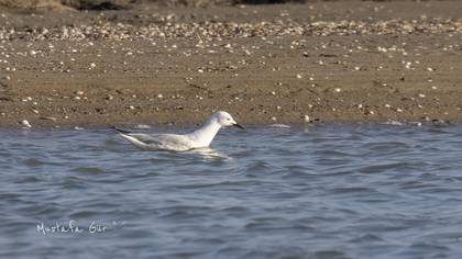 İncegagalı Martı