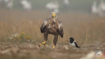 Akkuyruklu Kartal