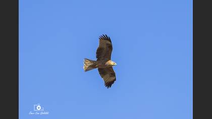 Kara Çaylak