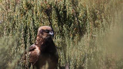 Saz Delicesi