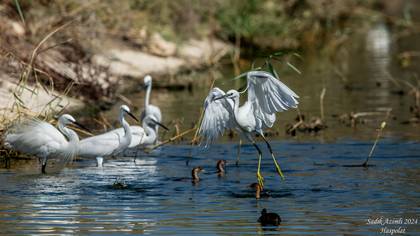 Küçük Ak Balıkçıl