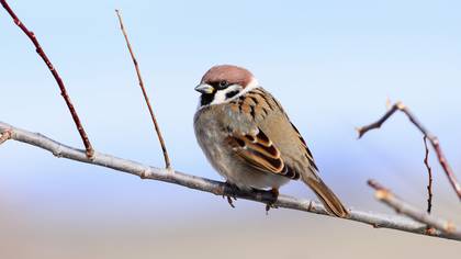 Ağaç Serçesi