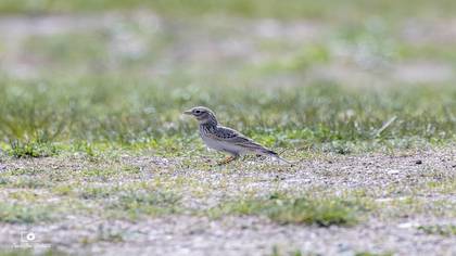 Turkestan Short-toed Lark