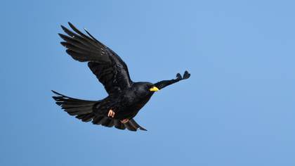 Sarıgagalı Dağ Kargası