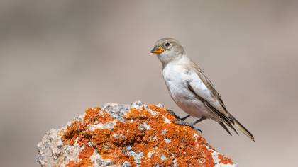 Kar Serçesi