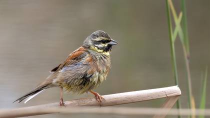 Bahçe Kirazkuşu