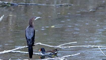 Küçük Karabatak